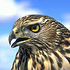 falconZzz 的头像