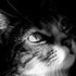 Avatar de krzychgt