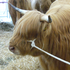 CowsonConcrete için avatar