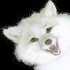 arcticfoxslash için avatar