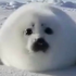 Avatar for thecreaturereal