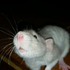 Avatar for ratonilda
