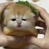 lil_bb_hypey 的头像