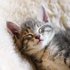Cat Music Jukebox 的头像