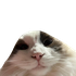 Avatar für madoiscoolaf