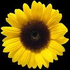 Avatar for sunflower71