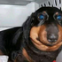 Avatar for dogaolucas