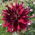 Avatar for tamaryllis