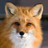 Avatar for Marshal_08