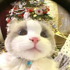 Avatar for Sillyinsert777