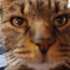 Avatar for Oleandersoda