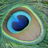 Avatar for peacock0