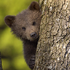 Avatar for Freak-Baer