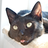 densers_cat 的头像