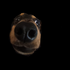 Avatar for Atreksys