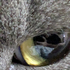 Avatar for ETigReal