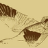 Avatar for kropak