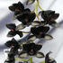 Avatar for dark_orchids