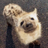Avatar for SlowTopic539
