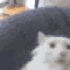 moomoozain 的头像