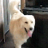 Tailsloveshugs 的头像