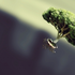 Avatar di falling_free