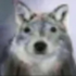 Avatar for dingus_idiot