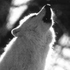 Avatar for TerrorWulf14