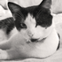 Avatar för Kittinina
