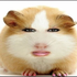 stjpkd 的头像