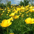 lovebuttercups için avatar