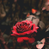 Avatar de rosepgarden