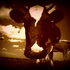 BadBadElephant için avatar