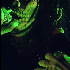 Avatar for solemnvulgar