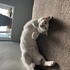 Avatar di meowsars