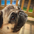 pugg04 的头像