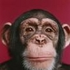 monkeydao için avatar