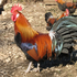 Avatar for coqcocu