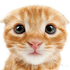 Avatar for saamoook