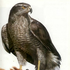 hawk21cmb için avatar