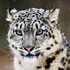 Awatar dla snow_leopardice