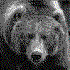 Siluris için avatar