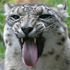 Avatar di SnovvLeopard