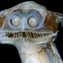 Avatar for frontalcortex