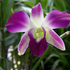 orquidea_s için avatar