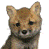 Foxman için avatar