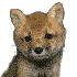 Avatar for Foxman