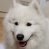 Avatar for samoyedfan