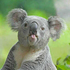 Awatar dla Koala_Brother