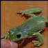 Avatar for WTFrog
